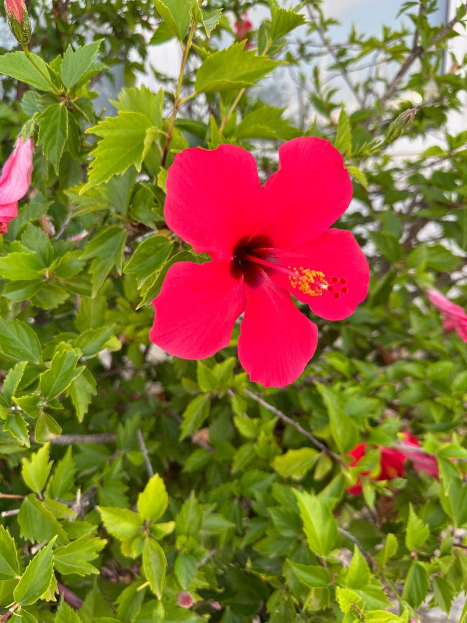 Casa Lilly-Rose, A Beautiful 3 Bedroom Detached Villa A Short Walk To The Villamartin Plaza & Golf Course Εξωτερικό φωτογραφία